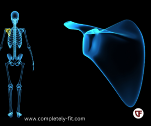 scapular movement