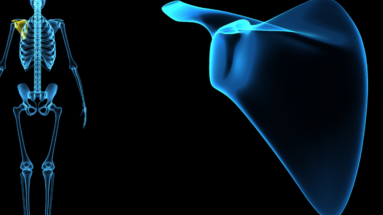 scapular movement
