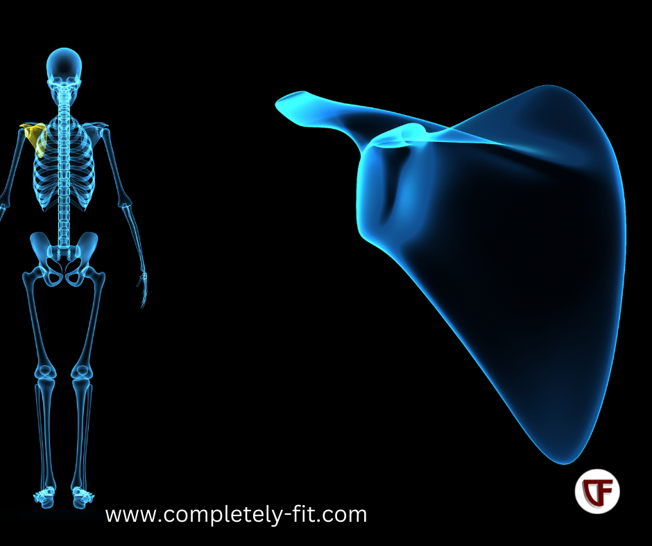 How Scapular Movement Impacts Pain and Performance